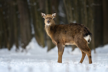Fototapete - Female red deer on a snowy forest. Wildlife landscape with animal