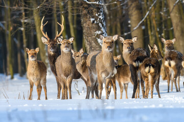 Fototapete - Many red deers on a snowy forest