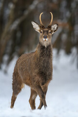 Fototapete - One adult red deer with big beautiful antlers on a snowy forest