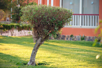 Wall Mural - closeup of fresh green tree with wooden trunk and vibrant green leaves growing in summer garden