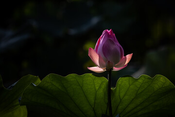 Wall Mural - Pink Lotus in the pond.