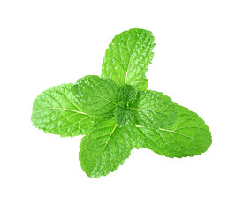 Poster - Mint leaves on transparent png