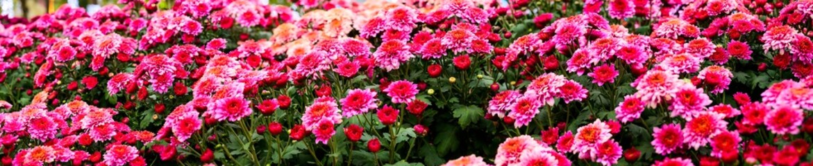 Poster - Panorama of Pink Chrysanthemum Flower in The Garden