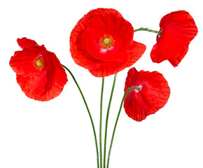 Wall Mural - coquelicots