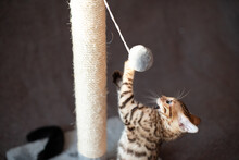 Crazy Bengal Kitten Plays With Scratcher, Curious Cat. 
