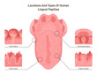 Human tongue papillae types and structure. Muscular organ taste receptors
