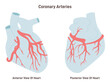 © inspiring.team - Coronary arteries of the heart. Anterior and posterior view. Circulatory system