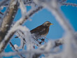© Adam - Fieldfare (Turdus pilaris) between the branches of mountain ash on a frosty winter day.