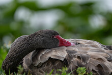 Resting Young Black Swan