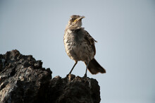 Espanola Mockingbird (Mimus Macdonaldi) Perched On Rock On Espanola Island In Galapagos National Park. This Species Is Listed As Vulnerable; Espanola Island, Galapagos Islands, Ecuador