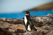 Endangered Galapagos Penguin (Spheniscus Mendiculus) Along The Shore Of Chinese Hat Island In Galapagos National Park; Chinese Hat Island, Galapagos Islands, Ecuador