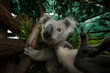 Wounded federally threatened koala (Phascolarctos cinereus) sits in a tree in an enclosure at a wildlife hospital; Beerwah, Queensland, Australia