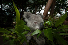 Wounded Federally Threatened Koala (Phascolarctos Cinereus) Sits In A Tree Eating Eucalyptus Leaves At An Animal Hospital; Beerwah, Queensland, Australia