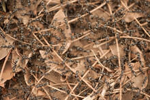 Army Ants Near Chitengo Camp In Gorongosa National Park, Mozambique; Mozambique