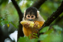 Squirrel Monkey (Saimiri) Eating A Cob Of Corn While Sitting In A Tree In A Primate Park; Netherlands