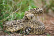 © Designpics - Western diamondback rattlesnake (Crotalus atrox) ready to strike; Magnum, Oklahoma, United States of America