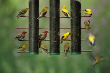 American Goldfinches (Carduelis Tristis) And House Finches (Carpodacus Mexicanus) Feed On Thistle Seed From A Garden Feeder, Near Walton, Nebraska, USA; Nebraska, United States Of America
