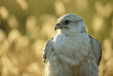Gyrfalcon (Falco Rusticolus) In Its White Phase; Bartlesville, Oklahoma, United States Of America