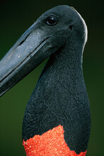 Profile Portrait Of A Jabiru Stork (Jabiru Mycteria); Pantanal, Brazil