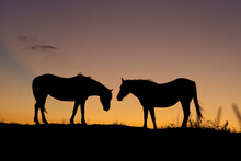 Silhouette Of Camargue Horses At Sunrise In Southern France; Saintes-Maries-de-la-Mer, France