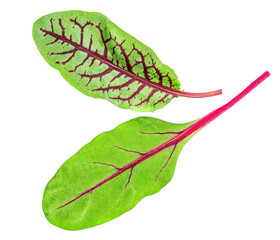 Wall Mural - Salad leaves Collection. Isolated Mixed Salad leaves with Green chard leaf and beetroot Close-up.