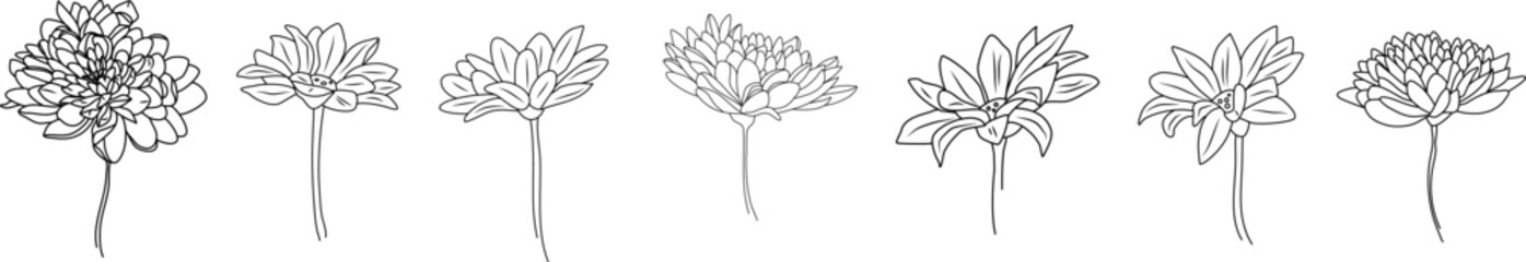 Chrysanthemum twigs. Black and white flowers. Chrysanthemum flowers line art. Twigs of flowers vector. Flowers Vector.