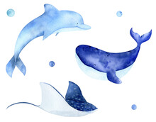 Watercolor Whale Illustration. Cute Baby Dolphin Animal Underwater Graphics. Marine Fish Hand-drawn, Sea Animal. Ocean Children Illustration