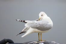 Ring-billed Seagull Standing On Top Of A Light Pole Or Structure, Isolated From The Background
