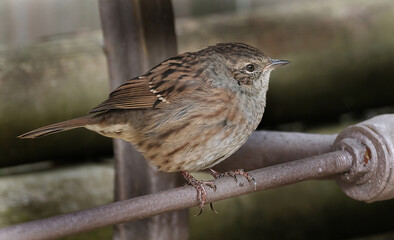 Wall Mural - The dunnock is a small passerine, or perching bird, found throughout temperate Europe and into Asian Russia.