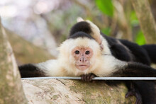 In Manuel Antonio National Park, A White-faced Capuchin Monkey Rests On A Tree While Its Baby Sleeps On Its Back.; Manuel Antonio National Park, Costa Rica