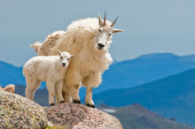 Mountain Goat Family (Oreamnos Americanus), Mother And Kid Standing On A Granite Mountaintop Looking Curiously At Camera; North America