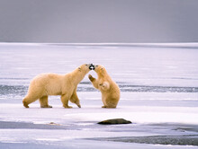 Cub On Its Hind Legs Touching Noses With Its Mother On Ice.