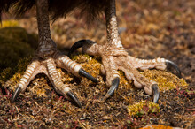 Close-up Of The Feet Of A Striated Caracara (Phalcoboenus Australis); Falkland Islands, Antarctica