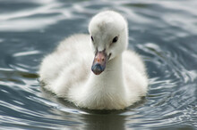 Close-up Of A Trumpeter Swan Cygnet (Cygnus Buccinator) Swimming In The Water In Park County; Montana, United States Of America
