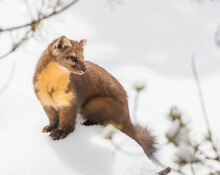 Portrait Of An American Marten (Martes Americana) Standing In The Snow In Winter; Yellowstone National Park, United States Of America