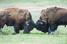 Pair Of American Bison Bulls (Bison Bison) Butting Heads In A Grassy Field; Yellowstone National Park, Wyoming, United States Of America