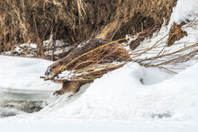 A North American Beaver (Castor Canadensis) Carrying Willow Branch (Salix) Through The Snow In His Mouth To Build A Dam In The Lamar Valley; Yellowstone National Park, United States Of America