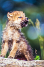 Close-up Portrait Of A Wolf Pup (Canis Lupus) Howling In Park County; Montana, United States Of America