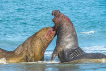 Close-up Of Two Rivaling Southern Elephant Seal Bulls (Mirounga Leonina) Fighting   In The Water Along The Ocean Shore; South Georgia Island, Antarctica
