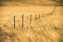 Post And Barbed Wire Fence Line Through The Golden Grass Of The Open Range; Montana, United States Of America
