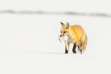 Red Fox (Vulpes Vulpes) Carrying It Prey, A Long-tailed Weasel (Mustela Frenata) In Its Mouth While Walking In A Snow Covered Field; Yellowstone National Park, United States Of America
