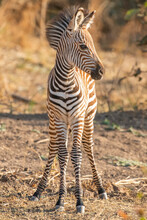 Portrait Of A Young Plains Zebra (Equus Burchelli) In The Warm Sunlight; South Luangwa National Park, Zambia, Africa