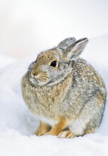 Close-up Portrait Of A Desert Cottontail Rabbit (Sylvilagus Auduboni) Sitting In The Snow In Yellowstone National Park; Wyoming, United States Of America