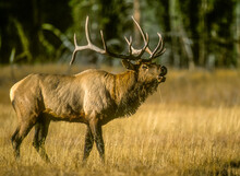 Bull Elk Bugling, A High-pitched Call During Rut, Mating Season In September, YNP, Wyoming, USA