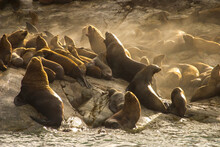 Steller Sea Lions Resting At A Haul Out Or Rookery.