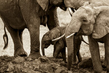 Adult, Baby, And Juvenile African Elephants.
