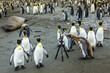 © Designpics - King Penguins curious about a camera tripod near Gold Harbor in South Georgia, Antarctica