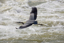 A Great Blue Heron (Ardea Herodias) Flies Over Whitewater.; Great Falls, Potomac River, Virginia.