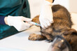 Piqûre d'anesthésiant sur un petit chien pour une opération par un vétérinaire