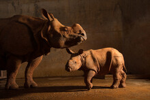 Portrait Of A Female Indian Rhinoceros (Rhinoceros Unicornis) With Her Calf At A Zoo; Oklahoma City, Oklahoma, United States Of America